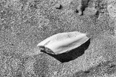 Fragile cuttlebone structure found on tropical beach surrounded by seashell.. Stock Photos