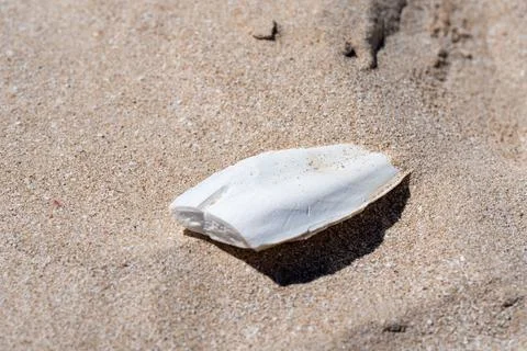 Fragile cuttlebone structure found on tropical beach surrounded by seashell.. Stock Photos