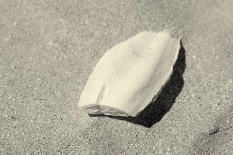 Fragile cuttlebone structure found on tropical beach surrounded by seashell.. Stock Photos