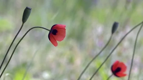Fragile, delicate creature.light Game. Stock Footage 76366157