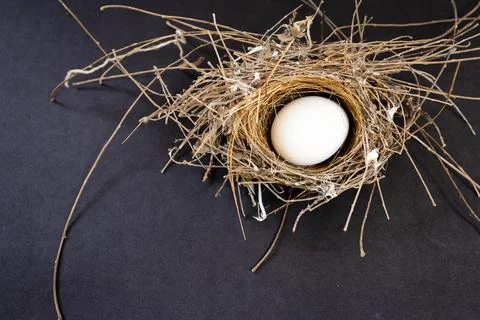 Fragile egg resting inside dry grass nest in indoor light setting Stock-Fotos