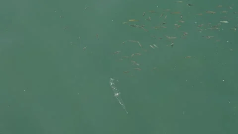 Fragile fish glide through contaminated water, surrounded by suspended Stock Footage 347320963