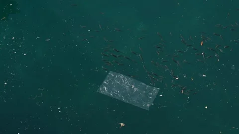Fragile fish glide through polluted water, surrounded by drifting debris and Stock Footage 347319338