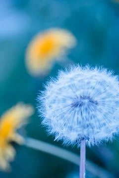 Fragile fluffy dandelion clock Stock Photos
