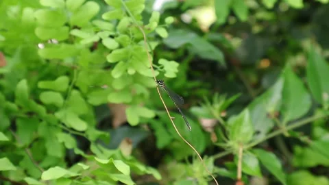 A Fragile Forktail damselfly on top of a vine stem is flying off and lands Video stock 202201566