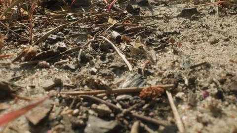 Fragile germinating seed amid gritty surroundings. Detailed view of young sprout Stock Footage 341661159
