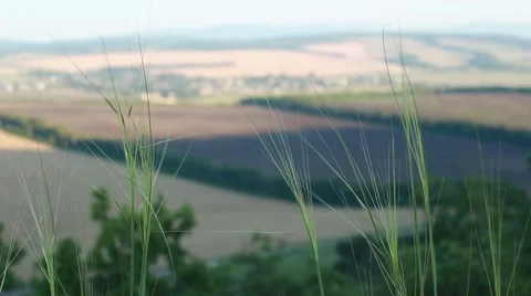 Fragile grass in a wind Vídeos de archivo 52515347