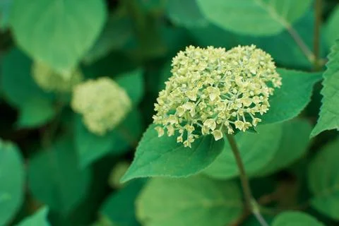 Fragile hydrangea bud, beginning of flowering. Green bloom but a background o 스톡 사진