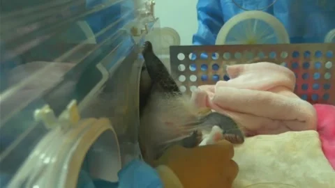 Fragile Newborn Panda Cub Resting in Incubator at Chengdu Breeding Center, 動画素材 337802259