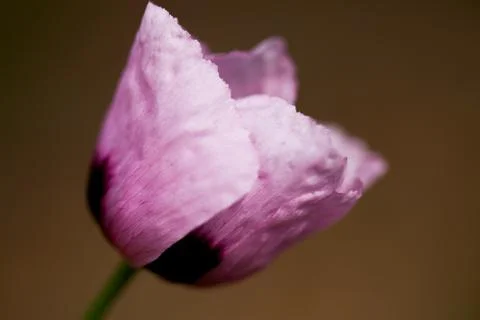 Fragile Stock Photos