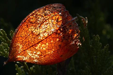 Fragile Physalis in rays of Sun Stock Photos