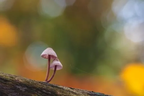 Fragile psathyrella toadstools on an old trunk in autumn Stock Photos