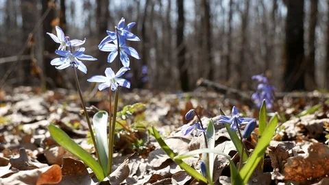 Fragile snowdrop in early spring Video stock 100848963