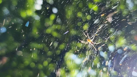 Fragile spider spinning delicate web, dust particles sparkling through golden Stock Footage 315055879