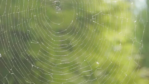 Fragile spider web in the sunlight on a garden background Stock Footage 331201805
