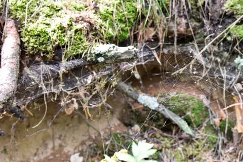 Fragile spider web under the sunlight in forest on summer Stock Photos