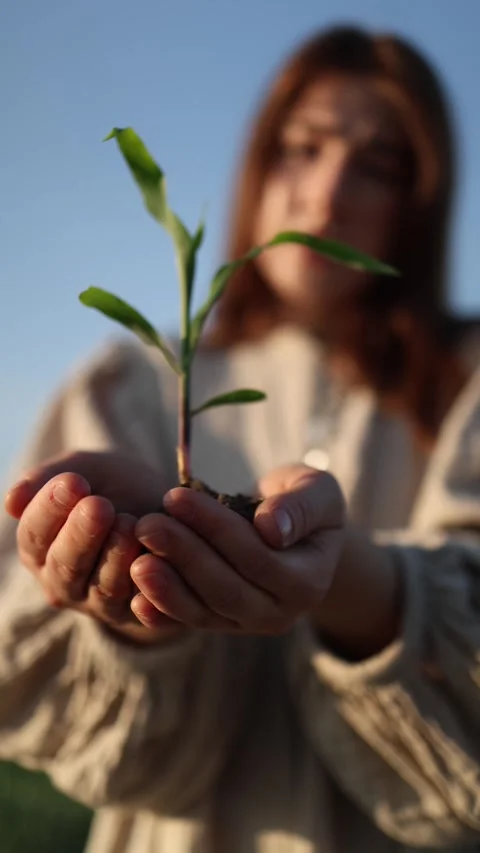 Fragile sprout in hands Stock Footage 337941312