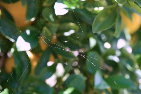 Fragile threads glint between green leaves. Foto stock