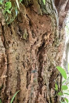 Fragile Tree Trunk with Decayed Holes and Organic Detail Stock Photos