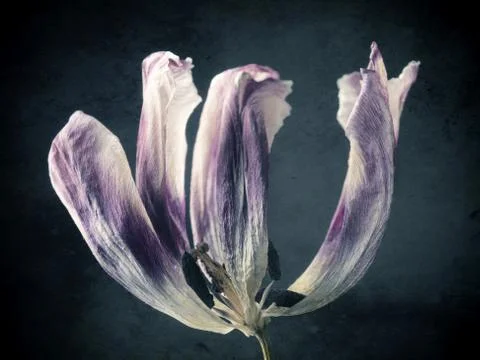 Fragility of time Stock Photos