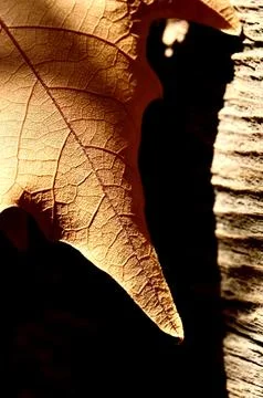 A fragment of an autumn maple leaf. Stock Photos