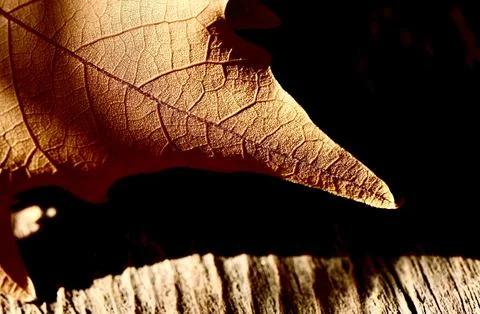 A fragment of an autumn maple leaf. Stock Photos