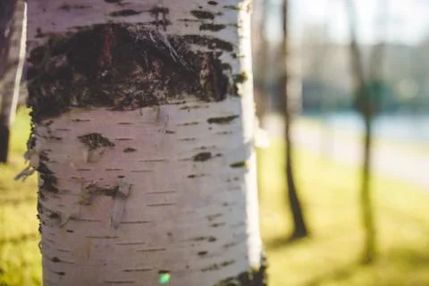 Fragment of birch tree trunk Stock Photos