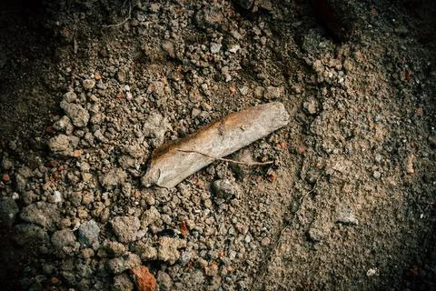 Fragment of bone Stock Photos