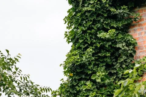 Fragment of brick building is enveloped by a dense layer of verdant ivy Stock Photos