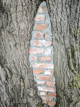 Fragment of brickwork inside the trunk of an old tree Stock Photos