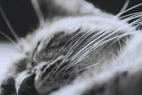 Fragment of a cat's muzzle in sleeping time: selective focus on mustache. Clo Stock Photos