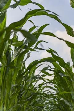 A fragment of a field with visible rows in which corn was planted Foto stock
