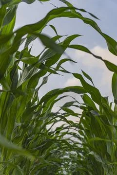 A fragment of a field with visible rows in which corn was planted Stock Photos