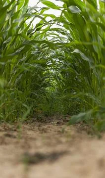 A fragment of a field with visible rows in which corn was planted Stock Photos