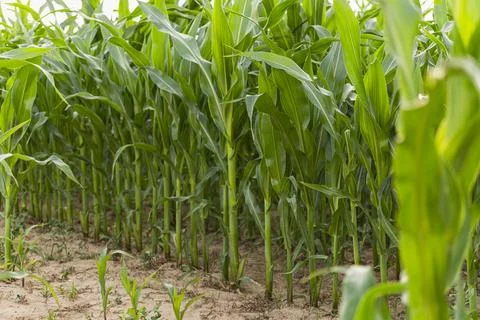 A fragment of a field with visible rows in which corn was planted Foto stock