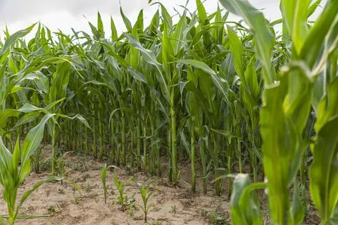 A fragment of a field with visible rows in which corn was planted Stock Photos