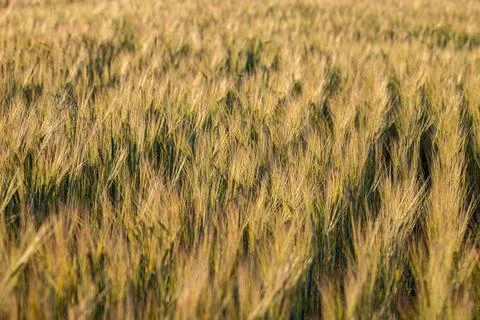 Fragment of the field with a vovsom in partial sharpness Stock Photos