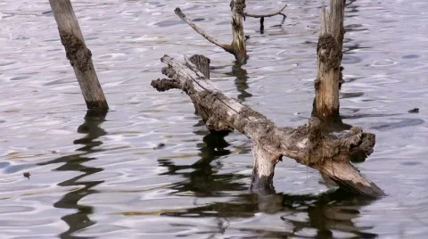 Fragment of forest lake. Stock Footage 282413
