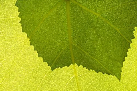 Fragment green grape leaf. Stock Photos