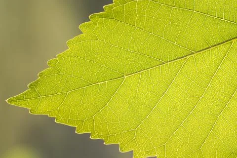 Fragment a green leaf, backlit. Stock Photos