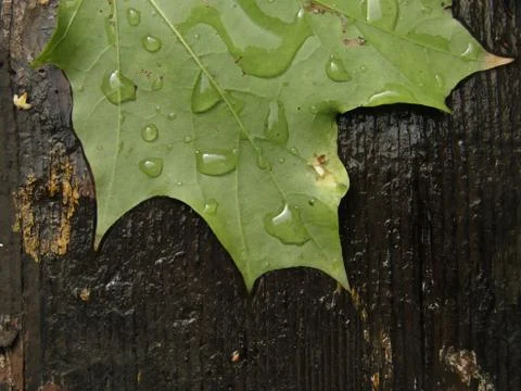 Fragment of green maple leaf Stock Photos