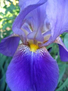 Fragment of iris flower Foto stock