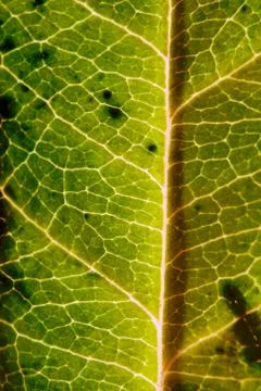 A fragment of leaf blade Stock Photos