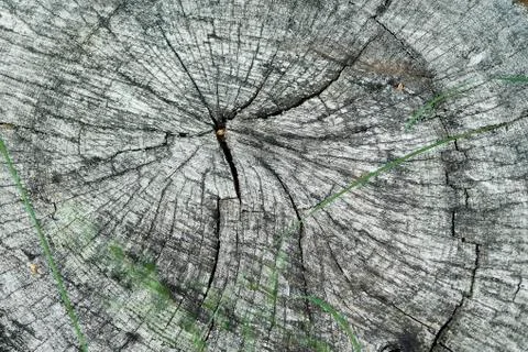A fragment of a log with an interesting pattern Stock Photos