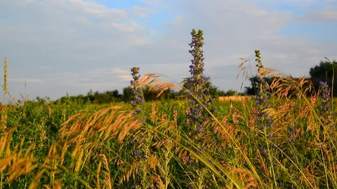 Fragment Meadows with different flowers and herbs in sunset light, Russia Stock Footage 80642244