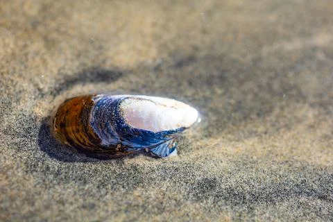 A fragment of a multi-colored seashell on a sandy surface, macro Foto stock