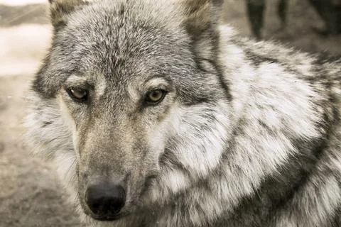 Fragment muzzle of a gray wolf looks forward Foto stock