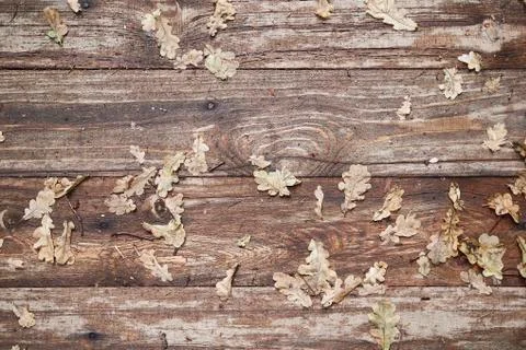 Fragment of an old bench Stock Photos