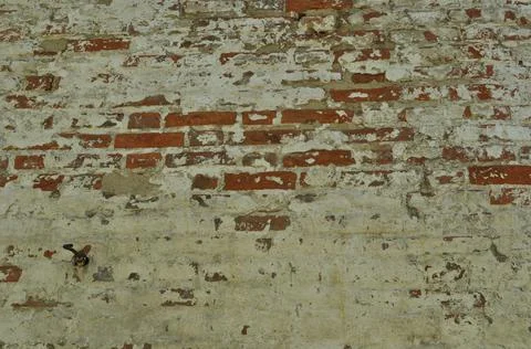 Fragment of the old monastery wall. The brickwork is visible through the whit Stock Photos