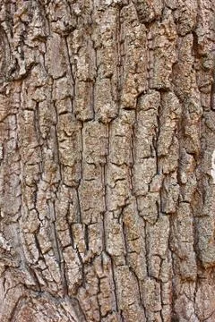 Fragment of old tree bark Stock Photos